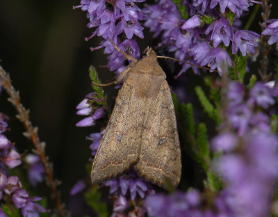 2757 Agrochola circellaris 6693.jpg