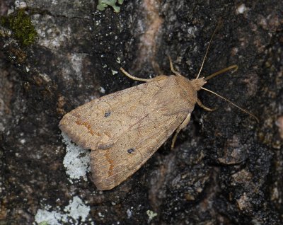 2757 Agrochola circellaris 6681.jpg