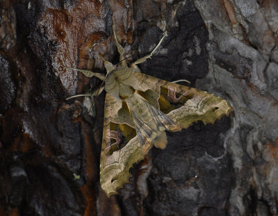 2817 Phlogophora meticulosa 6783.jpg