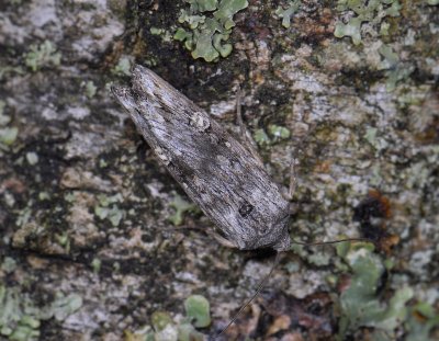 2773 Lithomoia solidaginis 6756.jpg
