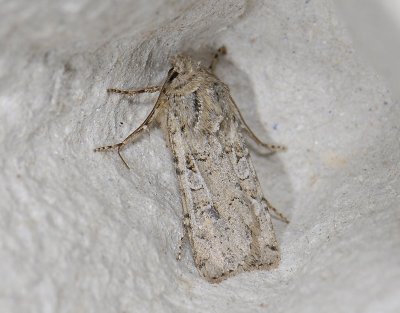 2970 Euxoa cursoria 6704.jpg