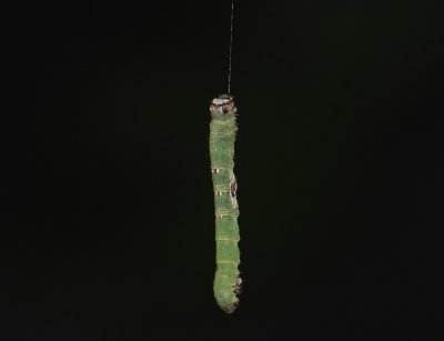 larvae  6826.jpg