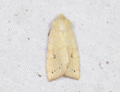 2748 Xanthia icteritia 6854.jpg