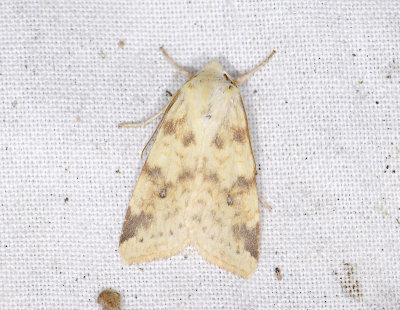 2748 Xanthia icteritia 6875.jpg