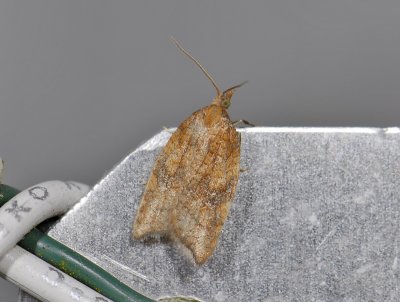 1245 Acleris rhombana 6958.jpg