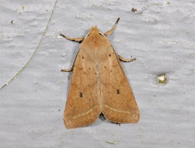2756 Agrochola macilenta 7012.jpg