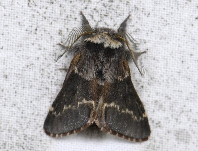 1932   Poecilocampa populi  7020.jpg