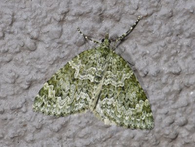 2374   Chloroclysta miata  7068.jpg