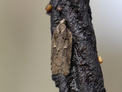1242 Acleris nigrilineana 061.jpg