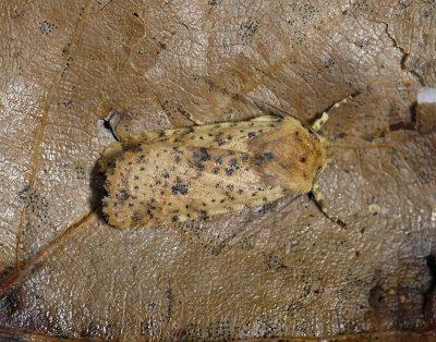 2762 Conistra rubiginea 031.jpg