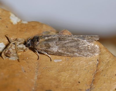 1275   Tortricodes alternella  050.jpg
