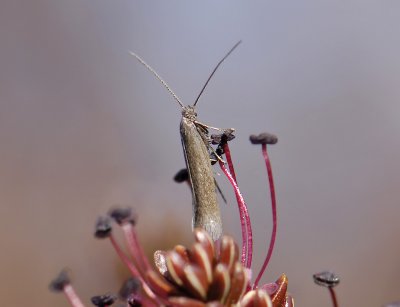 0901   Amphisbatis incongruella  099.jpg