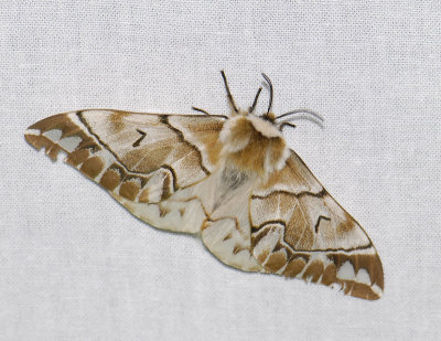 1952   Endromis versicolora  011.jpg
