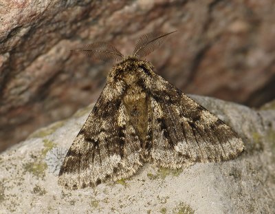 2221 Lycia hirtaria 014.jpg