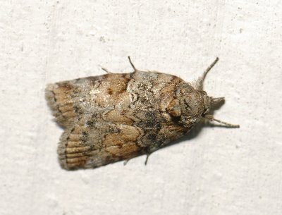 3086 Nycteola revayana 017.jpg