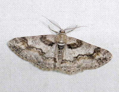 2234 Cleora cinctaria 028.jpg