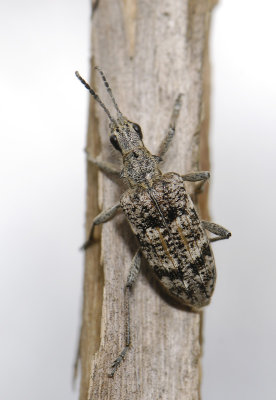 Rhagium inquisitor  015.jpg