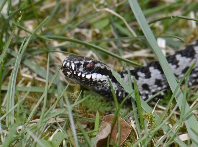 Vipera berus  020.jpg