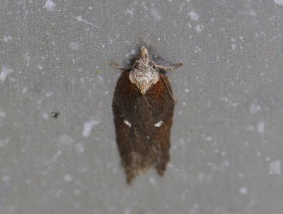 1256 Acleris hastiana 051.jpg