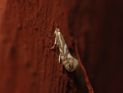 0352   Phyllonorycter sorbi  017.jpg