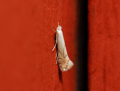 0346   Phyllonorycter harrisella  040.jpg