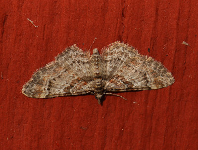 2486 Gymnoscelis rufifasciata 041.jpg