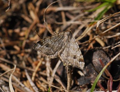 2186 Macaria signaria 013.jpg