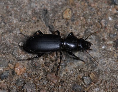bug 007.jpg