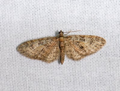2479   Eupithecia abbreviata  009.jpg