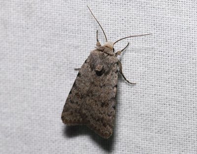 2979   Agrotis cinerea  061.jpg