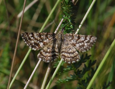 2248   Ematurga atomaria  173.jpg