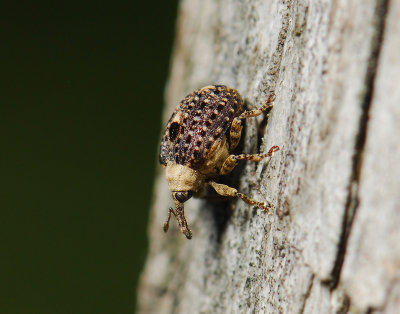 Cionus scrophulariae  031.jpg