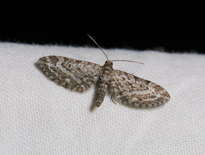 2475   Eupithecia nanata  038.jpg