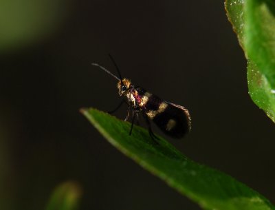 0007   Micropterix aureatella  075.jpg