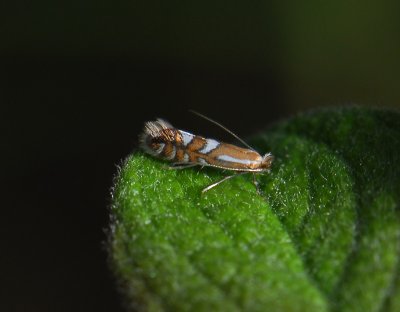 0354   Phyllonorycter junoniella  082.jpg