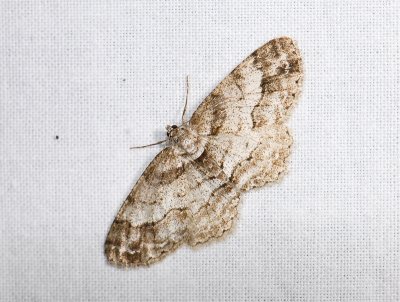 2245 Paradarisa consonaria 137.jpg