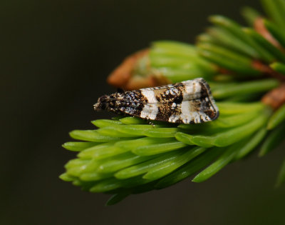 1403 Phiaris bipunctana 019.jpg