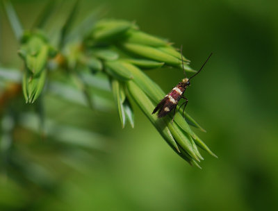 0007   Micropterix aureatella  024.jpg