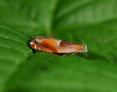 1543 Ancylis mitterbacheriana 101.jpg