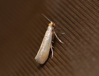 0437 Argyresthia glabratella 054.jpg