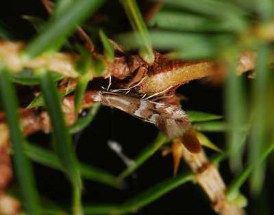 0363 Phyllonorycter hilarella 027.jpg