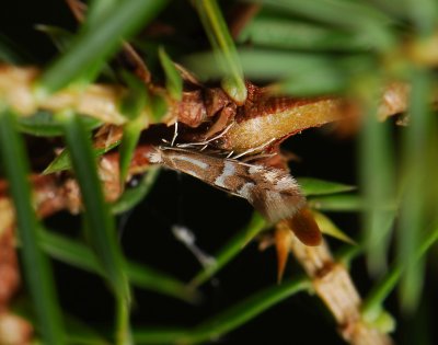 0363   Phyllonorycter hilarella  027.jpg