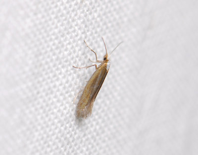 0440 Argyresthia arceuthina 001.jpg