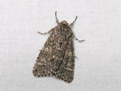 2564 Acronicta megacephala 031.jpg