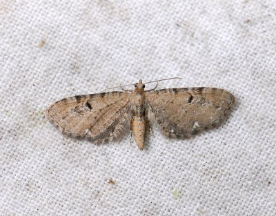 2459   Eupithecia assimilata  034.jpg