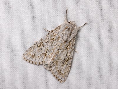 2562 Acronicta aceris 042.jpg