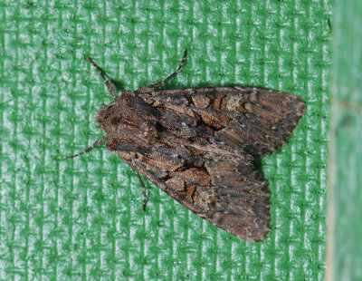 2787 Mniotype adusta 151.jpg
