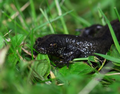 Triturus cristatus 045.jpg