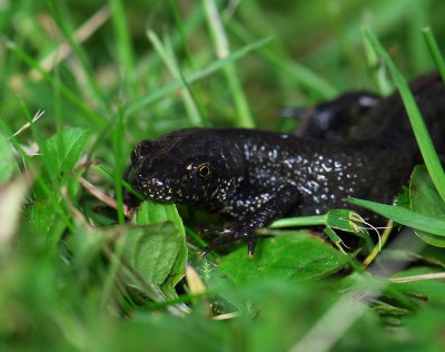 Triturus cristatus  045.jpg