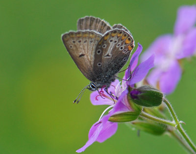 2068 Aricia eumedon 172.jpg